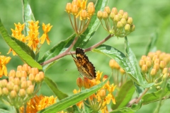 Butterfly Weed