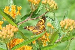 Butterfly Weed