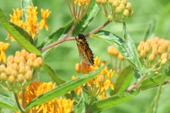 Butterfly Weed