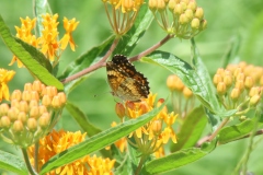 Butterfly Weed