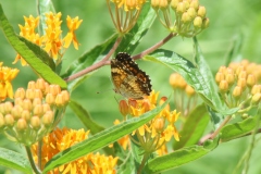 Butterfly Weed