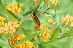 Butterfly Weed
