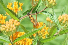 Butterfly Weed