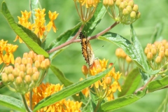 Butterfly Weed