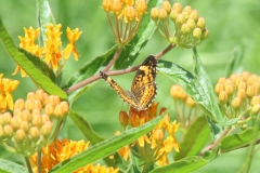 Butterfly Weed