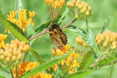 Butterfly Weed