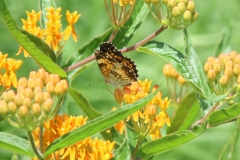 Butterfly Weed