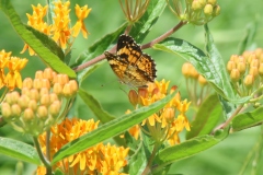 Butterfly Weed