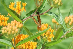 Butterfly Weed
