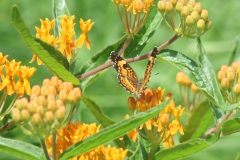 Butterfly Weed