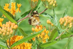 Butterfly Weed