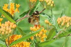Butterfly Weed