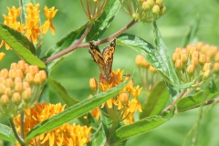 Butterfly Weed