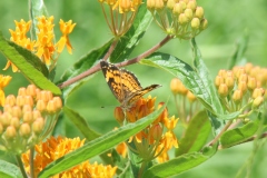 Butterfly Weed