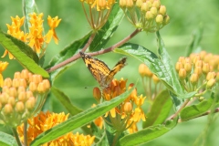 Butterfly Weed