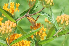 Butterfly Weed