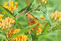 Butterfly Weed