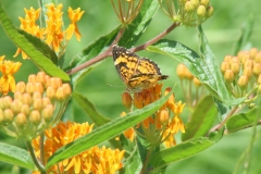 Butterfly Weed