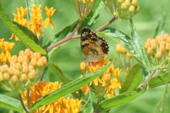Butterfly Weed