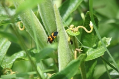 Butterfly Weed