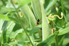 Butterfly Weed