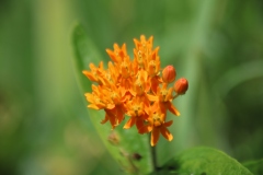 Butterfly Weed