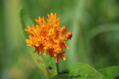 Butterfly Weed
