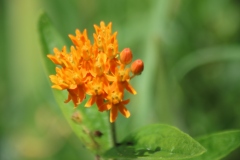 Butterfly Weed