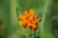 Butterfly Weed