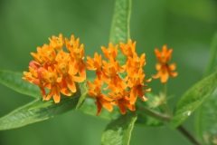 Butterfly Weed