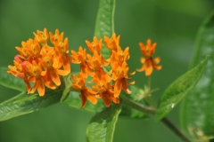 Butterfly Weed