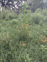 Butterfly Weed