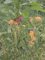 Butterfly Weed