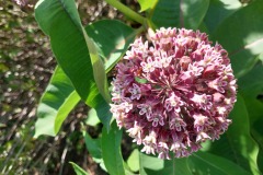 Common Milkweed