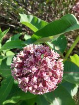 Common Milkweed