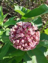 Common Milkweed