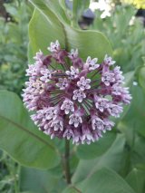 Common Milkweed