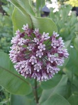 Common Milkweed
