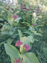 Common Milkweed