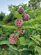 Common Milkweed