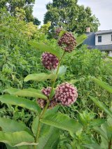 Common Milkweed