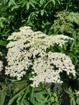 Elderberry
