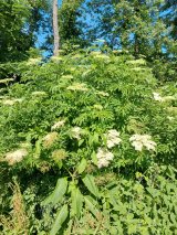 Elderberry