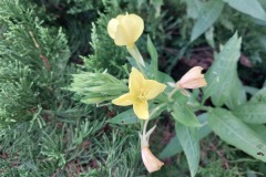 Evening Primrose