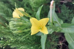 Evening Primrose