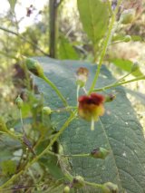 Figwort