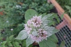 H Mountain Mint