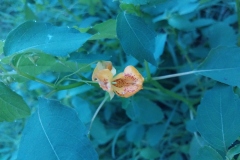 Jewelweed