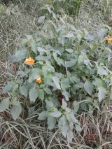Jewelweed