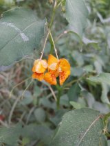 Jewelweed